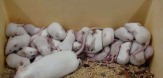 Кормовые мыши в Самаре